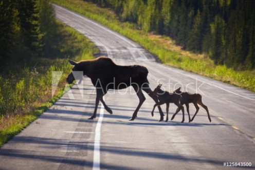 Picture of Moose Twins